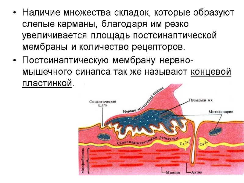 86 Наличие множества складок, которые образуют слепые карманы, благодаря им резко увеличивается площадь постсинаптической